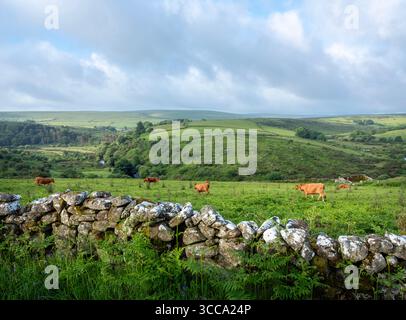 Herde brauner Kühe auf der Wiese in der Nähe einer Steinmauer auf den Mooren des Nationalparks dartmoor in devon Stockfoto