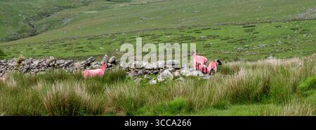 Rosa Schafe auf Steinmauer im englischen Nationalpark dartmoor in devon Stockfoto