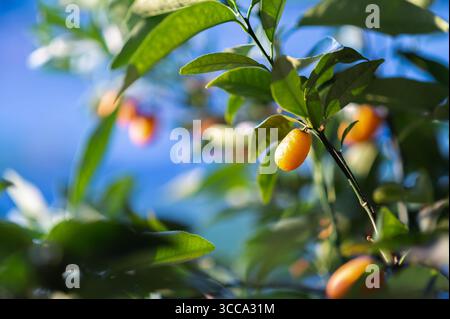 Kumquat am Ast. Kumquats in einem Behälter anbauen. Stockfoto