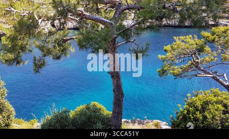 Blick auf das türkisblaue Mittelmeer mit einem mediterranen Baum im Vordergrund und grüner Vegetation in verschiedenen Farbtönen Stockfoto