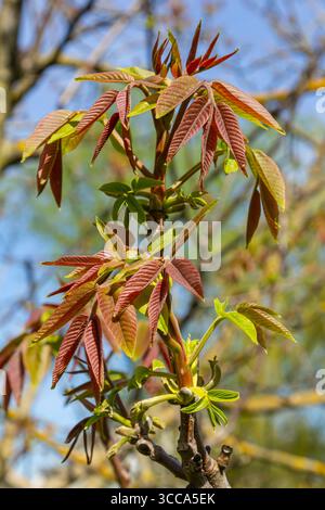 Walnussbaum in Blüte, männliche Blüten auf Zweigen. Anfang Frühling. Nahaufnahme, Details. Stockfoto