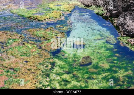 Der hohe Winkel zeigt einen felsigen Gezeitenpool, der mit klarem, seichten Wasser gefüllt ist. Die Felsen sind mit leuchtenden Grün- und Braunalgen bedeckt, wobei kleine Fische sichtbar sind Stockfoto