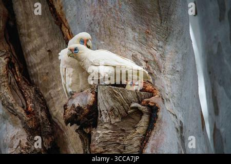 Zwei kleine Corellas (Cacatua sanguinea) nisten in einer Baumhöhle in Logan Wetlands, Queensland, Australien. Stockfoto