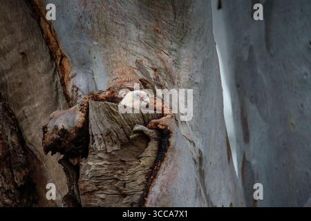 Zwei kleine Corellas (Cacatua sanguinea) nisten in einer Baumhöhle in Logan Wetlands, Queensland, Australien. Stockfoto