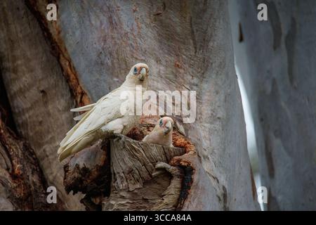 Zwei kleine Corellas (Cacatua sanguinea) nisten in einer Baumhöhle in Logan Wetlands, Queensland, Australien. Stockfoto