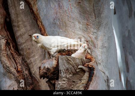 Zwei kleine Corellas (Cacatua sanguinea) nisten in einer Baumhöhle in Logan Wetlands, Queensland, Australien. Stockfoto