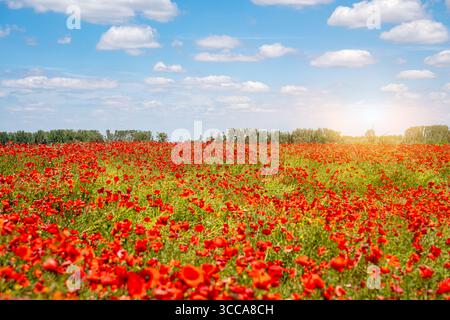 Ländliche Landschaft mit lebhaftem Feld mit roten, wilden Mohnblumen in Blüte Stockfoto