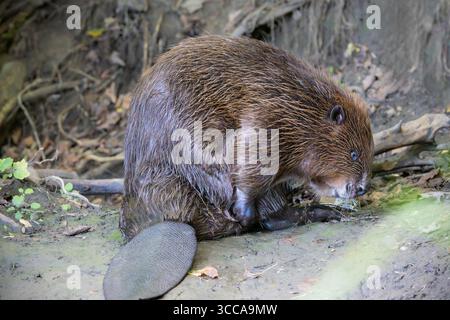 Eurasischer Biber (Castor fiber) auf der Suche nach Nahrung neben einem Flussufer in Waldhabitat Stockfoto