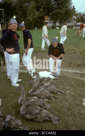 Junge Schwäne - Zygneten, die gefangen werden und auf der Themse, werden sie beringt, markiert und überprüft. River Thames Nr WindsorBerkshire England 2012 2010er Jahre Großbritannien HOMER SYKES Stockfoto