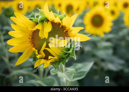 Makroaufnahme einer hellgelben Sonnenblume mit grünen Blättern in voller Blüte vor einem verschwommenen Hintergrund eines Sonnenblumenfeldes im Sommer perfekt für na Stockfoto