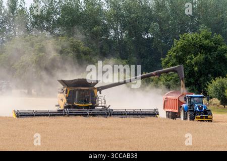 Mähdrescher arbeiten und Abladen von Getreide zu einem Traktor und Anhänger in Norfolk, Großbritannien. Stockfoto