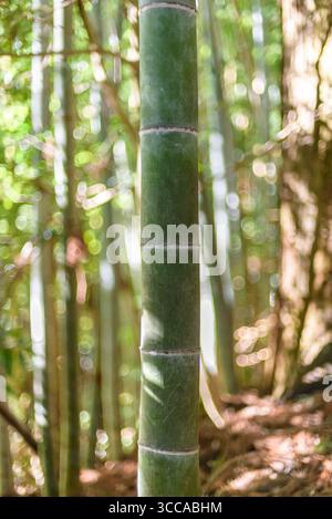 Ein dichter Bambuswald mit hohen grünen Bambusstielen und Sonnenlicht, das durch die Blätter filtert Stockfoto