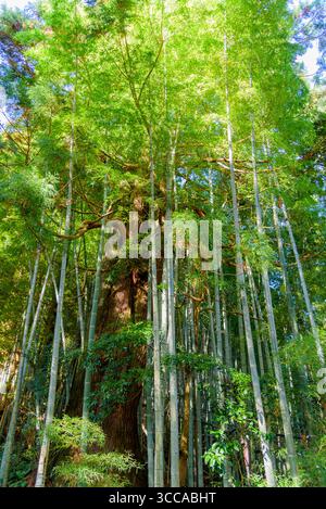Ein dichter Bambuswald mit hohen grünen Bambusstielen und Sonnenlicht, das durch die Blätter filtert Stockfoto