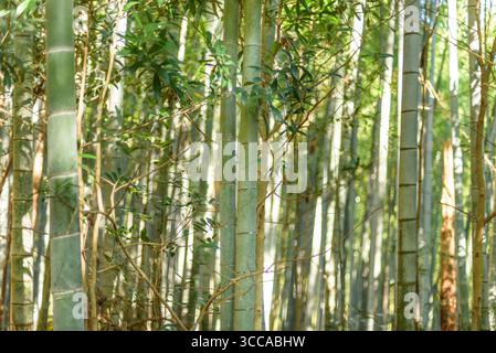 Ein dichter Bambuswald mit hohen grünen Bambusstielen und Sonnenlicht, das durch die Blätter filtert Stockfoto