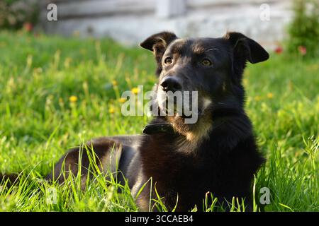Schwarzer Mischhund, der an einem sonnigen Tag im grünen Gras liegt Stockfoto