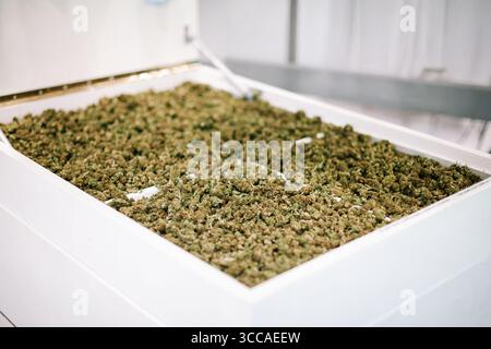 Cannabisknospen trocknen auf weißem Industrietablett Stockfoto