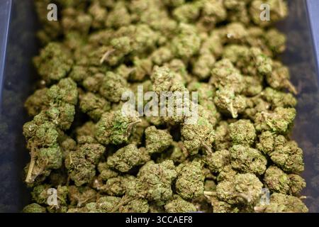 Makroansicht getrockneter Cannabisknospen im Behälter Stockfoto
