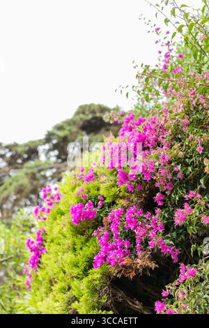 Leuchtend rosafarbene Bougainvillea, die über üppig grünes Laub fällt Stockfoto