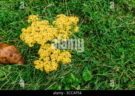 Kleine gelbe Wildblumen, die in grünem Gras wachsen Stockfoto