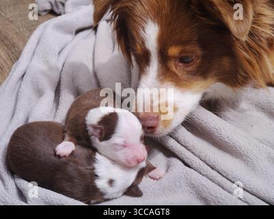 Eine Mutterhund liegt mit ihren Welpen auf einer Decke Stockfoto