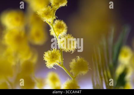 Nahaufnahme eines Mimosazweigs mit gelben Blüten Stockfoto
