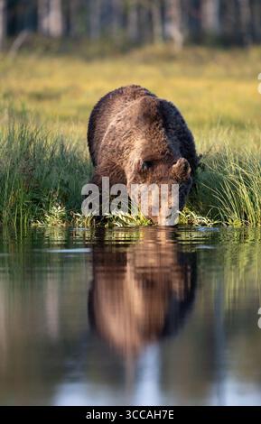 Eurasischer Braunbär (Ursus arctos arctos) Trinkwasser. Fotografiert in Ostfinnland (Lentiira) Stockfoto