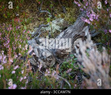 Nachtschrank, Erwachsene, die mit Küken schlafen, Sommer, Nistzeit, Caprimulgus europaeus Stockfoto
