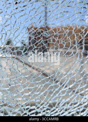 Eine detaillierte Nahaufnahme eines zersplitterten Fensters aus gehärtetem Glas, die eine abstrakte Textur aus Rissen und Bruchstücken erzeugt. Stockfoto