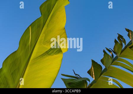 Bananenblätter gegen blauen Himmel Stockfoto
