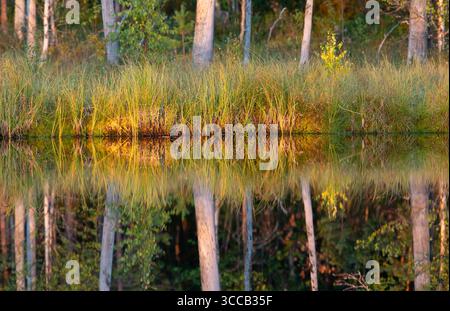 Spätsommer in der finnischen Taiga. Uberlegungen der Vegetation in der spiegelartigen Oberfläche eines Waldsees. Fotografiert in Lentiira, Finnland Stockfoto