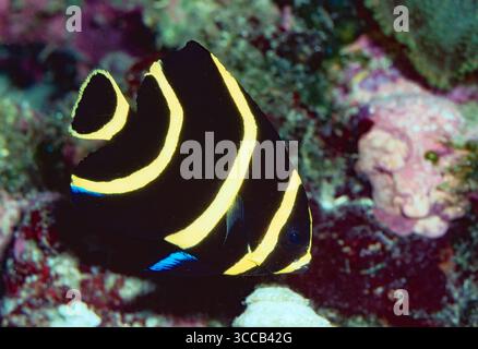 Junger französischer Engelsfisch (Pomacanthus paru). Aquariumphoto. Stockfoto