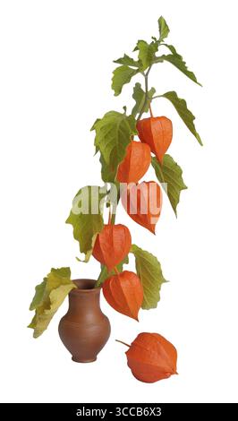 Hellorange rote Zweige der Physalis-Pflanze, die im Spätsommer reift, Weißrussland Stockfoto