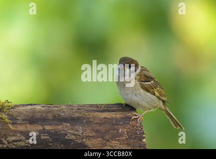 Baumsperling (Passer montanus) am Stamm, Jungvogel, Bayern, Deutschland Stockfoto