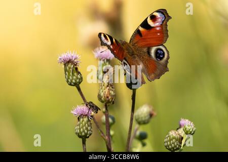 Europäischer gemeiner Pfauenfalter (Aglais io, Inachis io) auf grünem Hintergrund Stockfoto