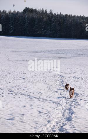 Zwei Hunde rennen durch den Schnee auf einem Feld Stockfoto