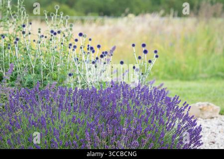 Ein Hüttengarten im Sommer mit einem Lavendel, im Hintergrund Globus Disteln. Lavandula. Lavendel vor einer Globus Disteln. Stockfoto