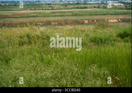 Ein Feld mit grünem Gras, Sommer und Frühling außerhalb der Stadt auf dem Land. Stockfoto