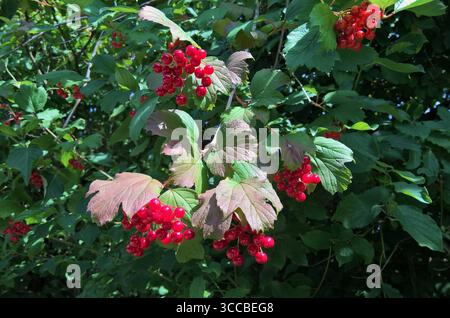 Die Vogelbeere, gemeinsprachlich häufiger die Eberesche oder der Vogelbeerbaum, ist eine Pflanzenart aus der Gattung Mehlbeeren, innerhalb der Familie der Rosengewächse *** die Vogelbeere, besser bekannt als Eberesche oder vogelbeerbaum, ist eine Pflanzenart aus der Gattung rowan in der Familie der Rosengewächse Stockfoto