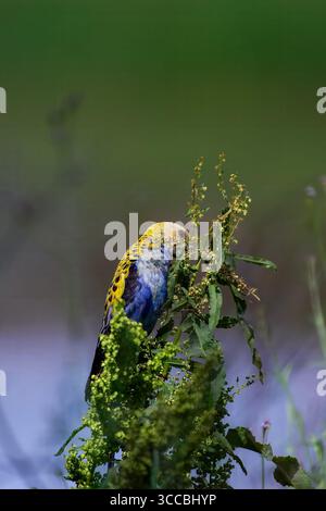 Australische Papageien einschließlich King Paprot (Alisterus scapularis), Rainbow Lorikeet (Trichoglossus moluccanus) und Rosella-Arten in Queensland, Austr Stockfoto
