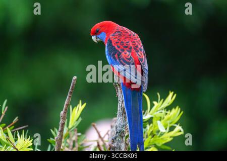 Australische Papageien einschließlich King Paprot (Alisterus scapularis), Rainbow Lorikeet (Trichoglossus moluccanus) und Rosella-Arten in Queensland, Austr Stockfoto