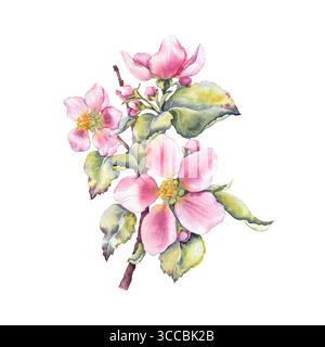 Aquarellillustration von rosa Apfelblüten mit grünen Blättern. Geeignet für Öko-Kosmetik, Blumenverpackungen, saisonales Branding, Frühlingsfeste und Hochzeitspapiere. Stockfoto