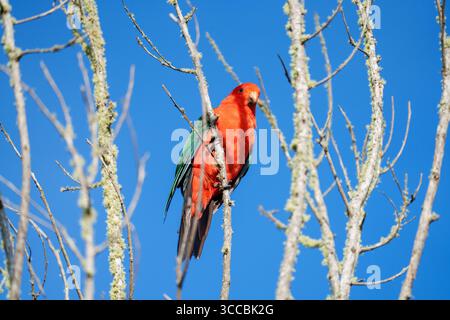 Australische Papageien einschließlich King Paprot (Alisterus scapularis), Rainbow Lorikeet (Trichoglossus moluccanus) und Rosella-Arten in Queensland, Austr Stockfoto
