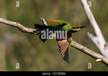 Regenbogenbienenfresser (Merops ornatus) auf einem Zweig in Brisbane, Queensland, Australien, ein farbenfroher einheimischer Vogel mit grünem Gefieder und orangenem Hals Stockfoto