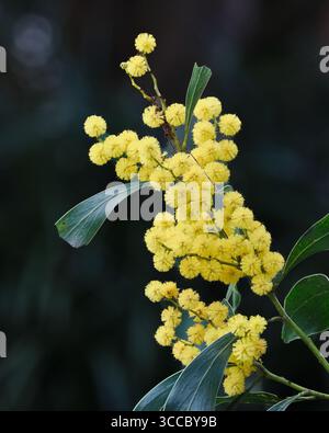Goldenes Wattle Stockfoto