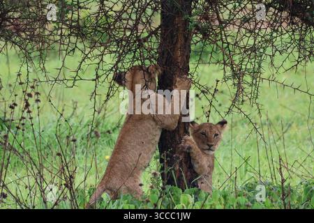 Baumkletternde Löwenjungen in Tansania Stockfoto