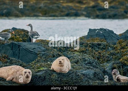 Robben auf den Ardmore Islands, Schottland Stockfoto