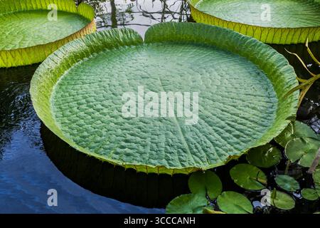 Victoria cruziana (Santa Cruz Seerose, RiesenAmazon Seerose, Victoria argentina), tropische blühende Pflanze aus der Familie der Nymphaeaceae, heimisch in Stockfoto