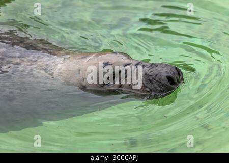 Die Graurobbe (Halichoerus grypus) im Wasserporträt, Tier in der Familie Phocidae, Region: Beide Küsten des Nordatlantischen Ozeans. Stockfoto