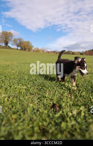 Ein kleiner schwarz-weißer Hund rennt durch ein grasbewachsenes Feld Stockfoto