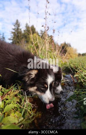 Zwei Hunde trinken Wasser aus einem Bach Stockfoto